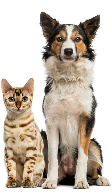 cat and dog at a veterinarian near kissimmee