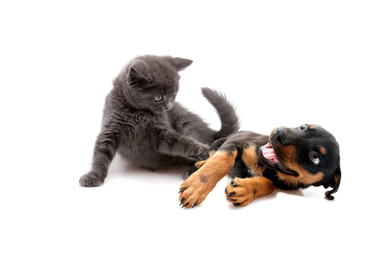 veterinarian dog and cat playing at a veterinarian