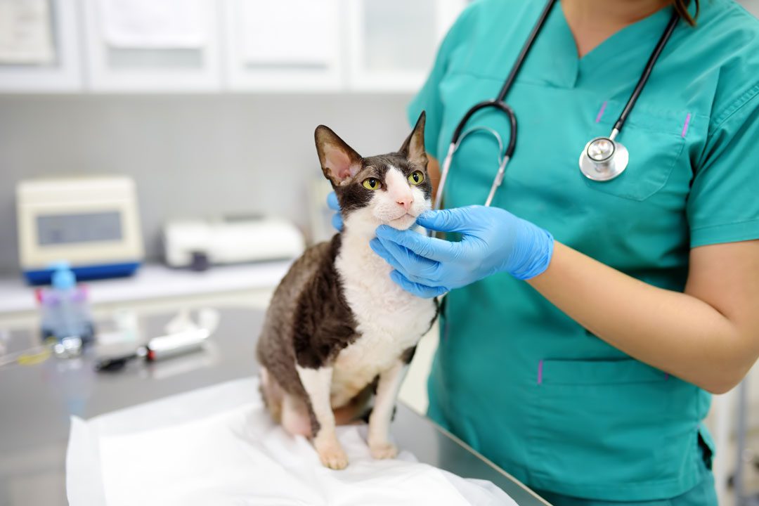 Diseases of Senior Cats and Dogs: Diagnosis and Therapy, 2nd