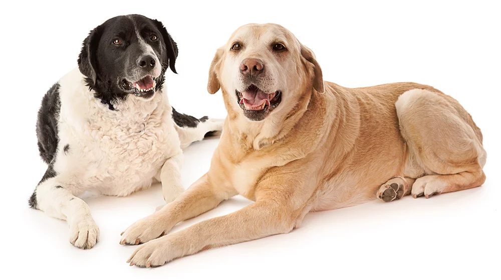 dogs at veterinarian