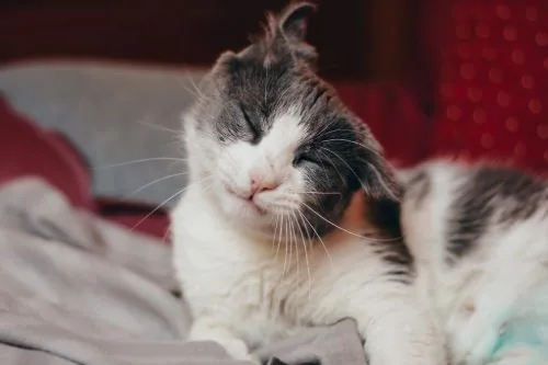 gray-and-white-cat-shaking-its-head-while-laying-on-a-blanket