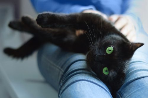 black-cat-laying-in-their-owner's-lap