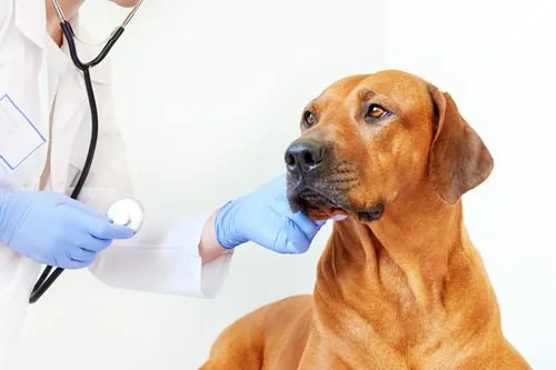 vet-examining-dog-at-clinic