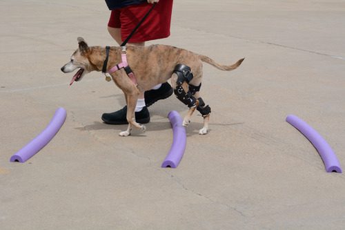 mixed-breed-boxer-dog-going-through-rehabilitation-exercises-while-wearing-a-knee-brace-after-CCL-surgery
