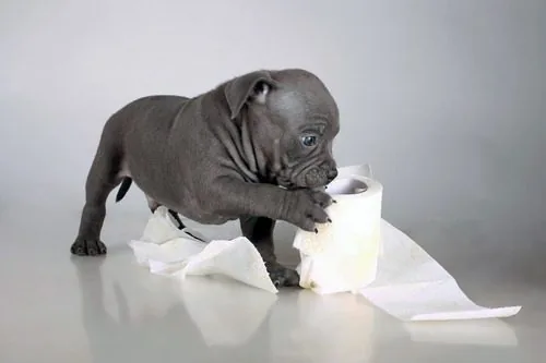 small-gray-American-bully-breed-puppy-playing-with-roll-of-toilet-paper-against-a-gray-background