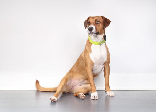 brown-and-white-dog-sitting-with-legs-sideways