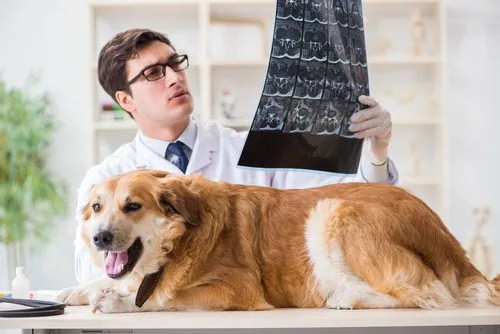 male-vet-examining-dog's-CT-scan