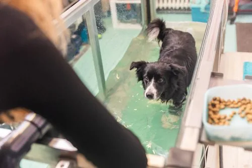 vet-overseeing-dog-going-through-underwater-treadmill-therapy