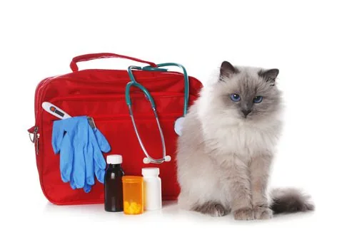 gray-cat-sitting-next-to-red-first-aid-kit-with-stethoscope-thermometer-rubber-gloves-and-various-medication-bottles-displayed