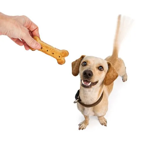 happy-dog-wagging-its-tail-for-a-treat-from-their-owner