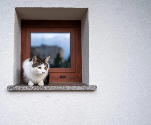 white-and-brown-cat-perched-on-a-stone-window-ledge-with-a-wooden-framed-window-behind-it