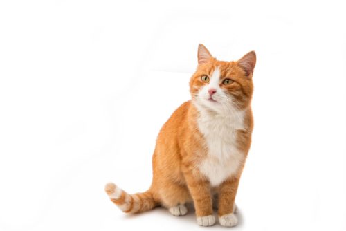 orange-and-white-cat-sitting-against-a-white-background