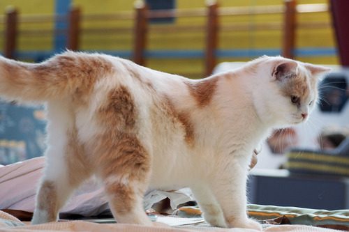 orange-and-white-cat-standing-on-a-blanket