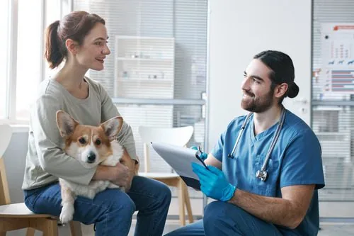 female-corgi-dog-owner-talking-with-male-vet-at-clinic