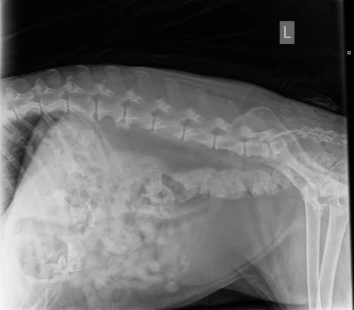 X-ray-of-the-chest-and-abdominal-cavity-of-a-dog-with-spondylosis