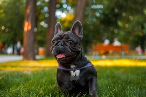 french-bulldog-sitting-in-the-park