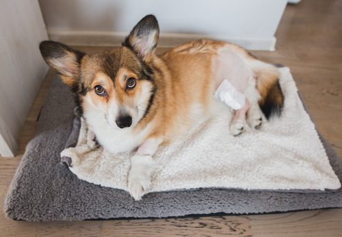 corgi-dog-resting-on-its-bed-with-a-shaved-leg-after-TPLO-surgery