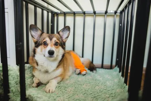 corgi-dog-post-TPLO-surgery-resting-in-crate