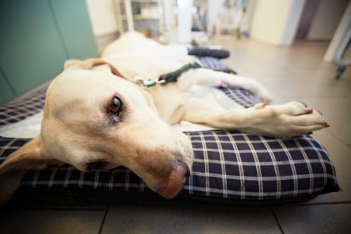 sick-yellow-labrador-dog-laying-on-a-bed-in-urgent-vet-hospital