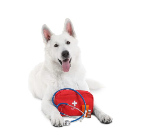 white-shepherd-dog-laying-with-a-red-first-aid-kit-and-stethoscope-between-its-front-paws-against-a-white-background