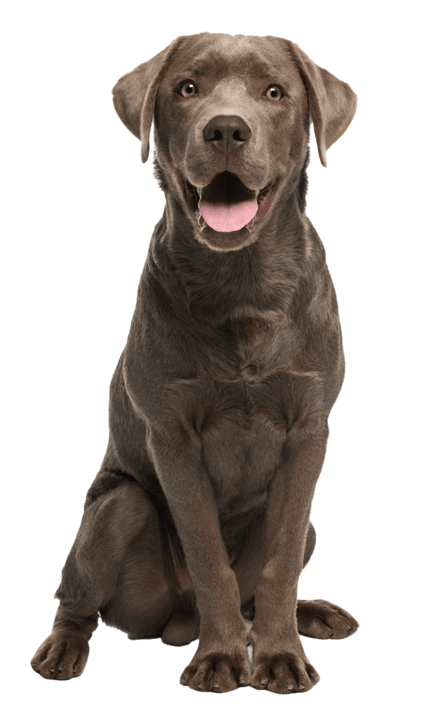 smiling dog