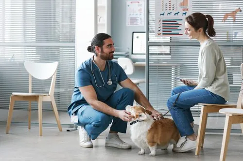 young male veterinarian talking with young female pet owner about her corgi dog's care