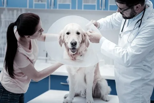 female pet owner holding onto golden retriever dog while male vet secures e-collar on the dog at the clinic