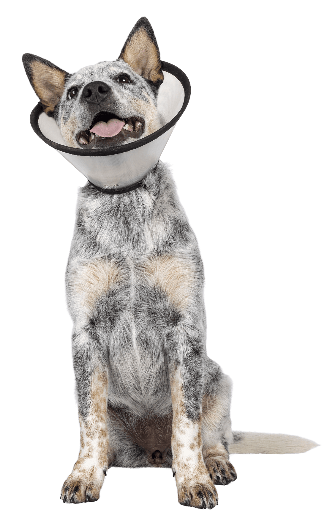 cute cattle dog puppy wearing medical cone around neck