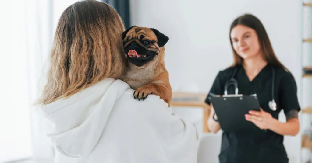 young woman holding pug dog in her arms while talking with female vet about stenotic nares surgery costs
