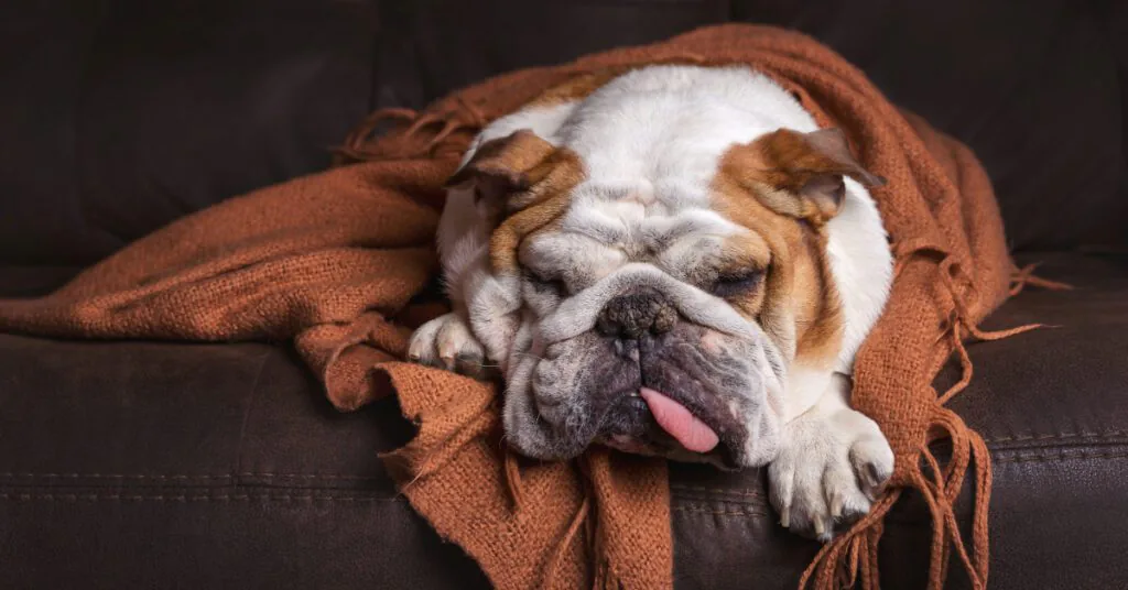 English bulldog laying on the cough wrapped in a blanket during stenotic nares surgery recovery