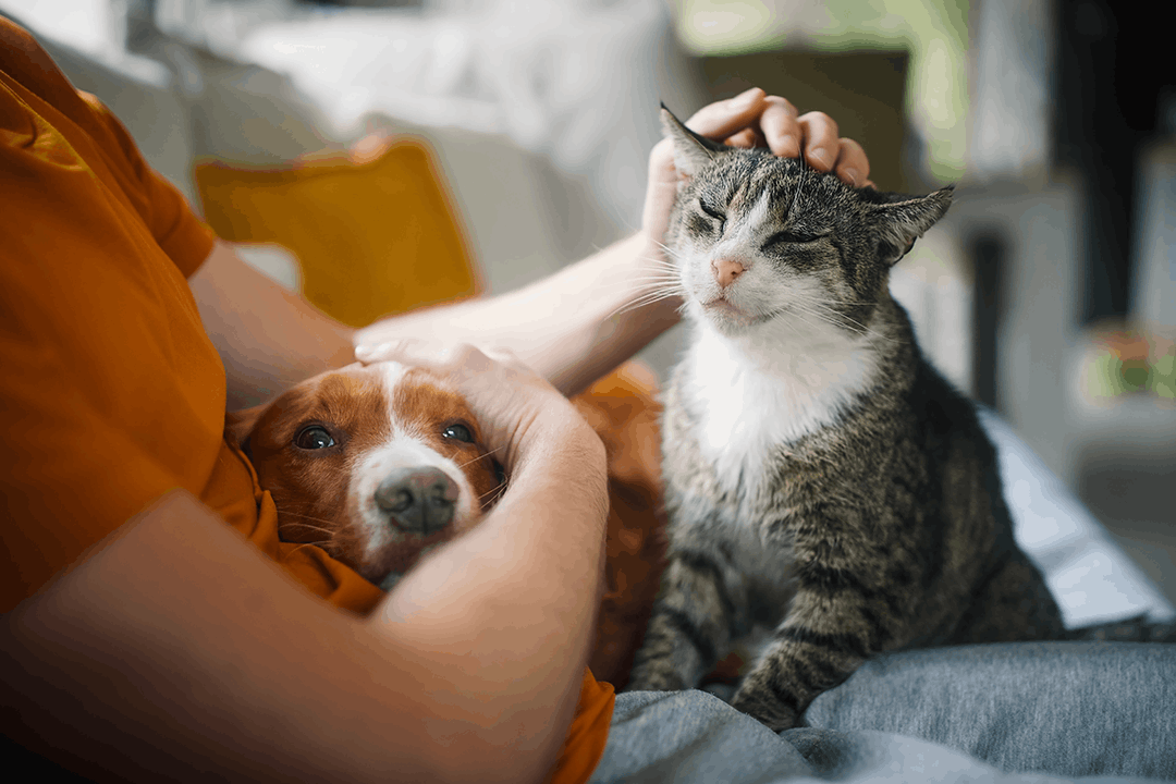man-petting-dog-cat