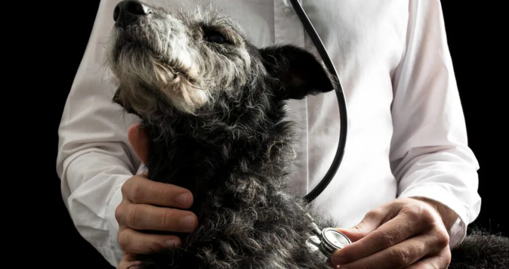 vet listening to senior dog's heart