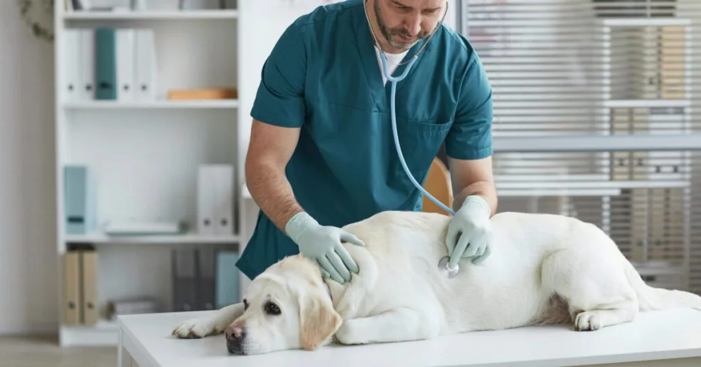 male vet listening to dog's heart at clinic