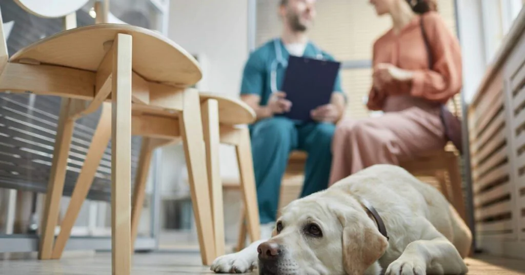 male vet talking with female dog owner about veterinary fluoroscopy in the background while yellow labrador dog lays on the floor