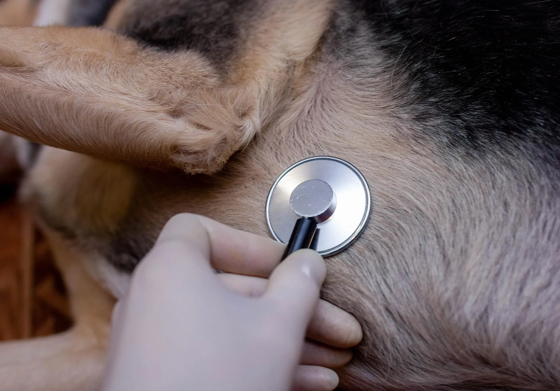 doctor using stethoscope to check large dog's heart and lungs