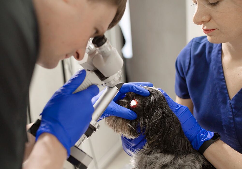 male veterinarian examining dog's eyes with slit lamp while female assistant holds dog