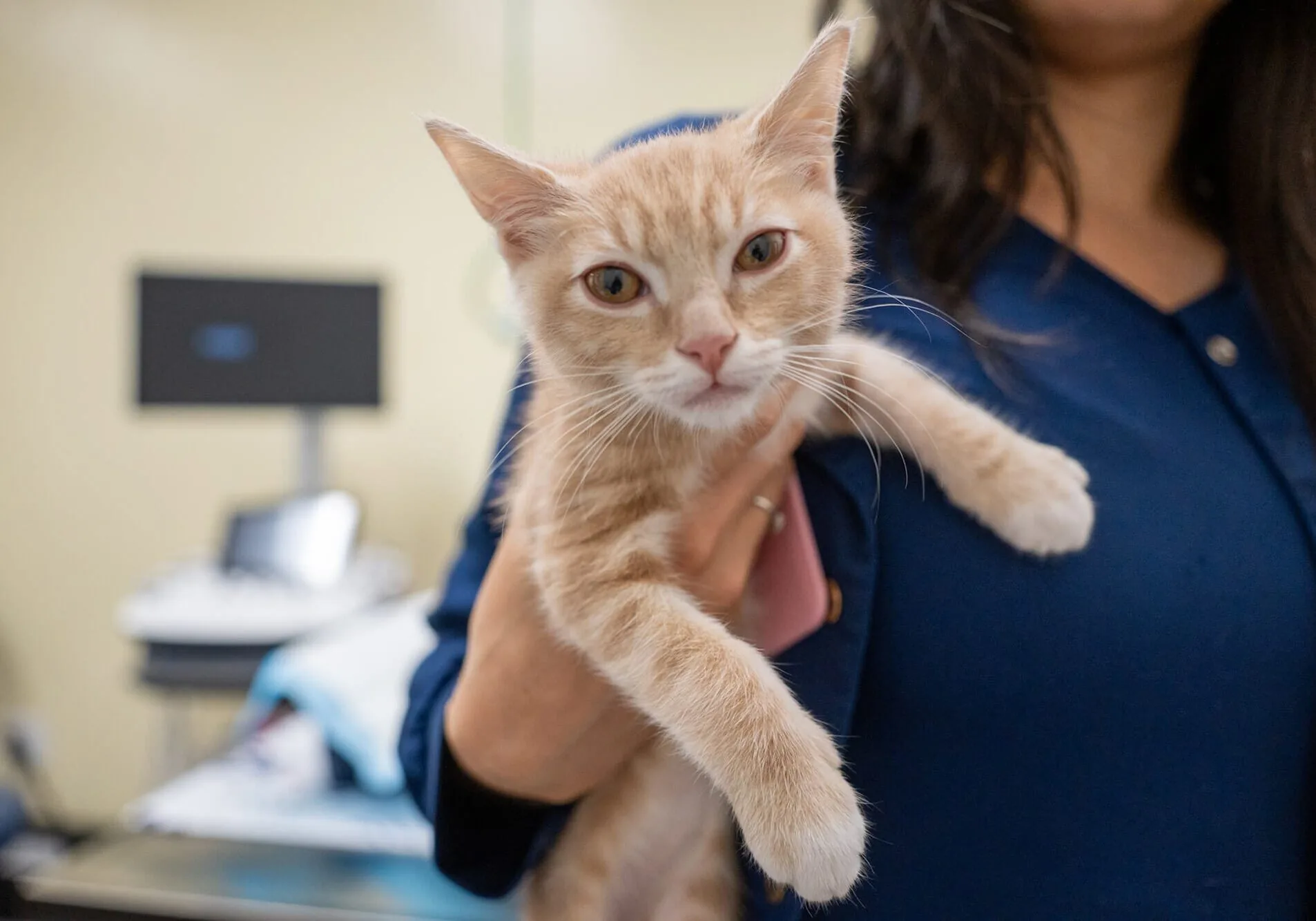 doctor-holding-orange-cat