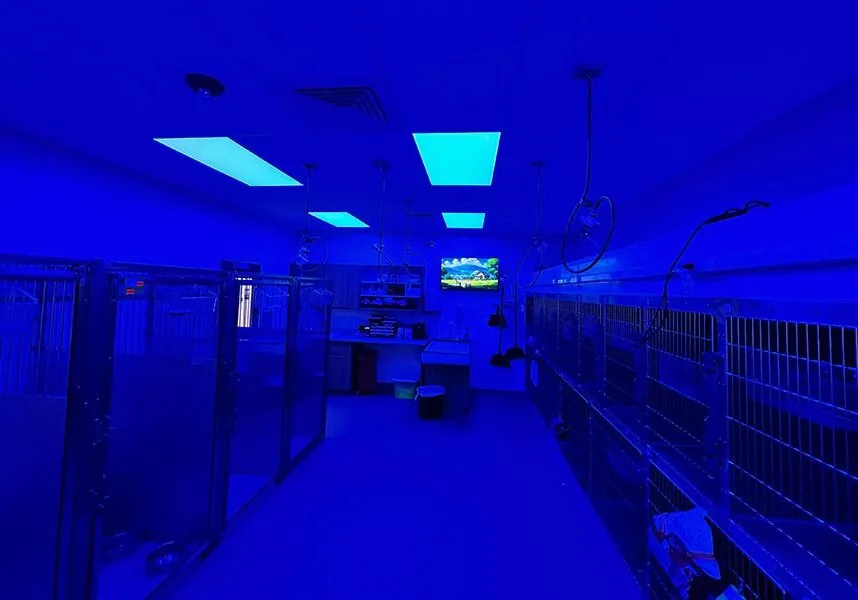room-with-blue-lights area of hospital with blue lights
