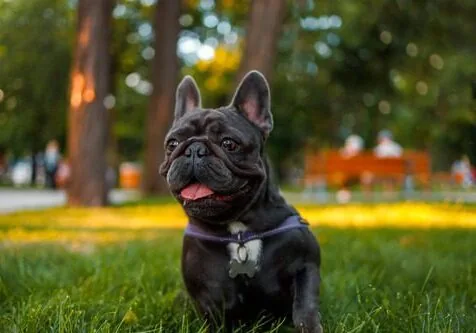 french-bulldog-sitting-in-the-park