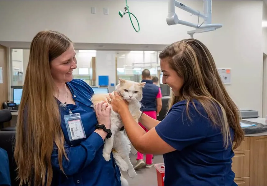 two-vet-techs-holding-white-cat